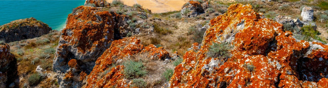 Красный плоский лишай 1